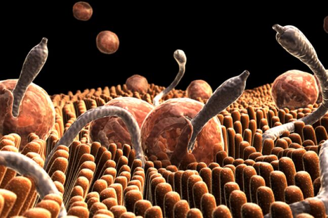 paraziták az emberi szervezetben