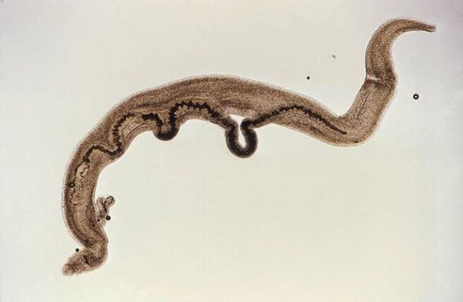 Schistosoma parazita a testben