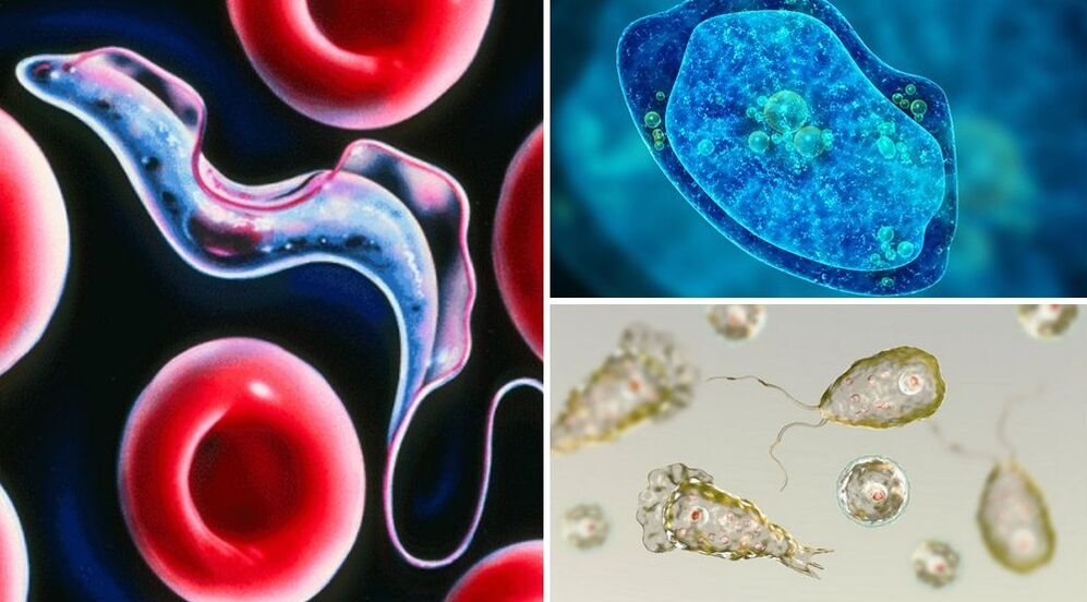 emberi protozoon paraziták